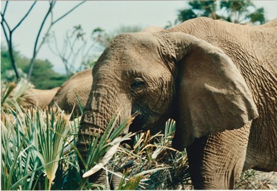 picture of Buffalo Springs
 Kenya
