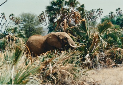 picture of Buffalo Springs
 Kenya