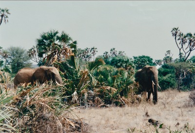 picture of Buffalo Springs
 Kenya