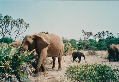 picture of Buffalo Springs
 Kenya