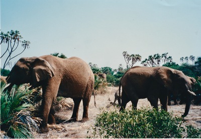 picture of Buffalo Springs
 Kenya