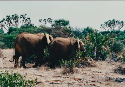 picture of Buffalo Springs
 Kenya