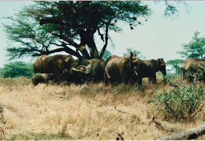 picture of Buffalo Springs
 Kenya