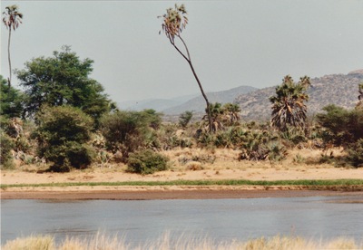 picture of Buffalo Springs
 Kenya