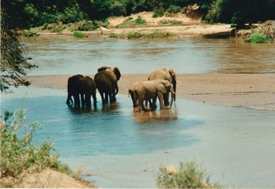picture of Buffalo Springs
 Kenya