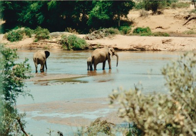 picture of Buffalo Springs
 Kenya
