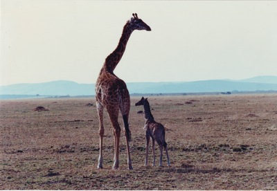 picture of The Masai Mara Reserve
 Kenya