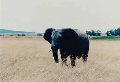 picture of The Masai Mara Reserve
 Kenya