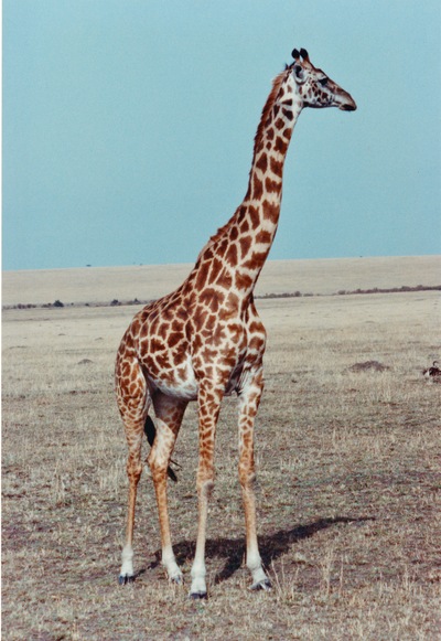 picture of The Masai Mara Reserve
 Kenya