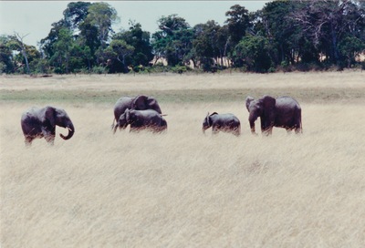 picture of The Masai Mara Reserve
 Kenya