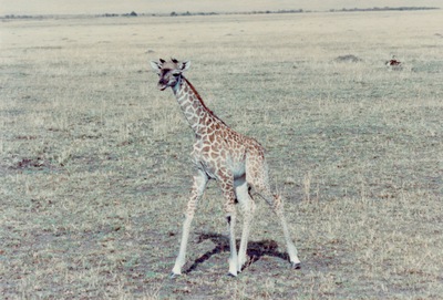picture of The Masai Mara Reserve
 Kenya
