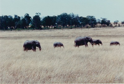 picture of The Masai Mara Reserve
 Kenya