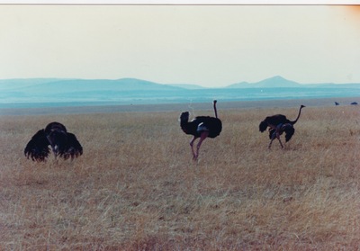 picture of The Masai Mara Reserve
 Kenya