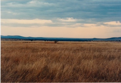 picture of The Masai Mara Reserve
 Kenya
