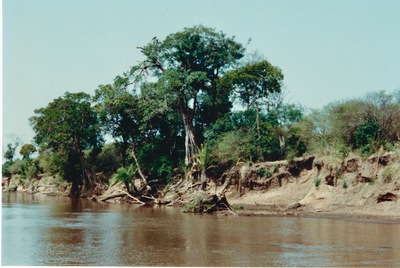 picture of The Masai Mara Reserve
 Kenya