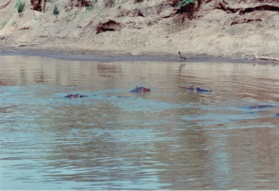 picture of The Masai Mara Reserve
 Kenya