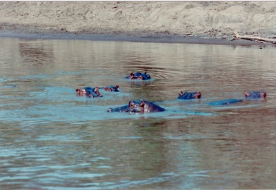 picture of The Masai Mara Reserve
 Kenya