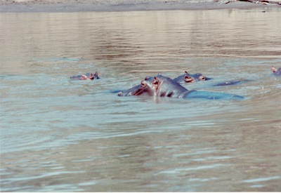 picture of The Masai Mara Reserve
 Kenya