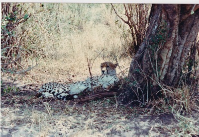 picture of The Masai Mara Reserve
 Kenya