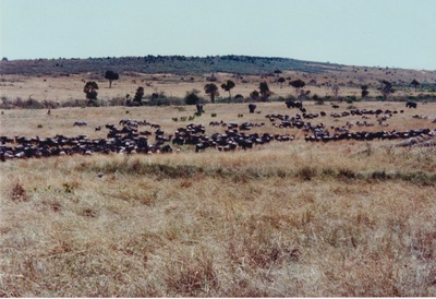 picture of The Masai Mara Reserve
 Kenya