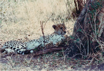 picture of The Masai Mara Reserve
 Kenya