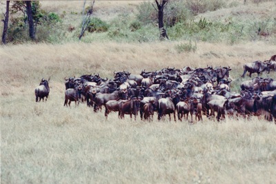 picture of The Masai Mara Reserve
 Kenya