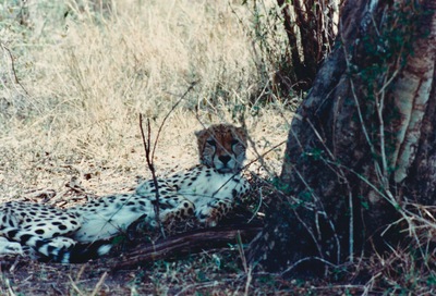 picture of The Masai Mara Reserve
 Kenya