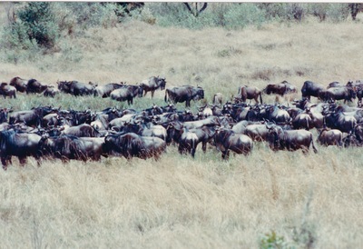 picture of The Masai Mara Reserve
 Kenya