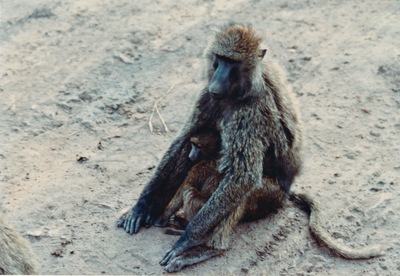 picture of The Masai Mara Reserve
 Kenya