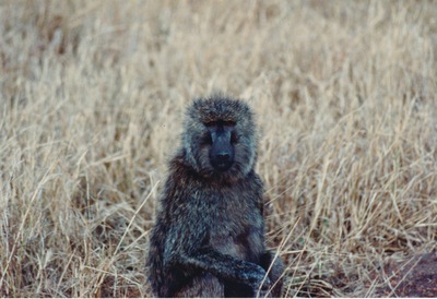 picture of The Masai Mara Reserve
 Kenya