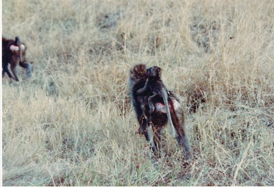 picture of The Masai Mara Reserve
 Kenya