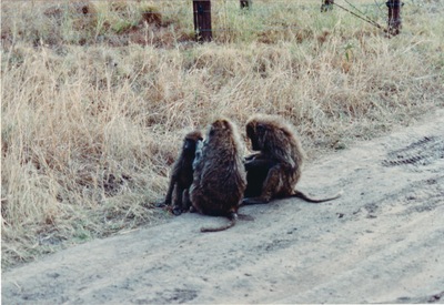 picture of The Masai Mara Reserve
 Kenya