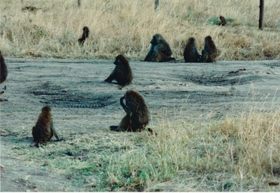 picture of The Masai Mara Reserve
 Kenya