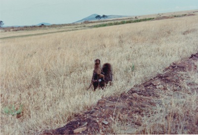 picture of The Masai Mara Reserve
 Kenya