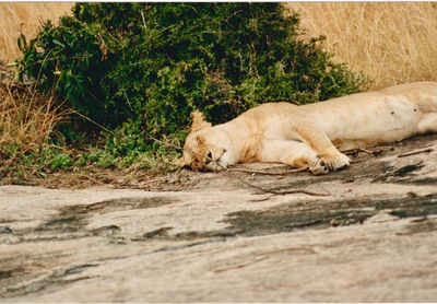 picture of Lions of the Masai Mara
 Kenya