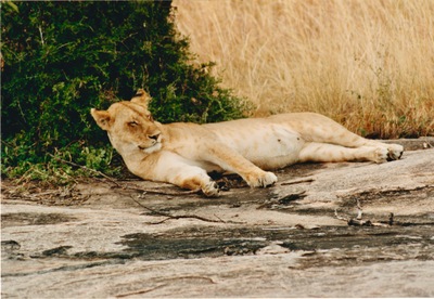 picture of Lions of the Masai Mara
 Kenya