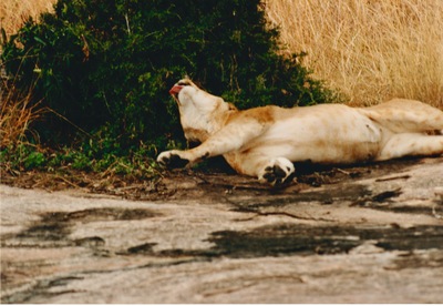 picture of Lions of the Masai Mara
 Kenya