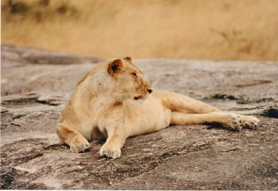 picture of Lions of the Masai Mara
 Kenya
