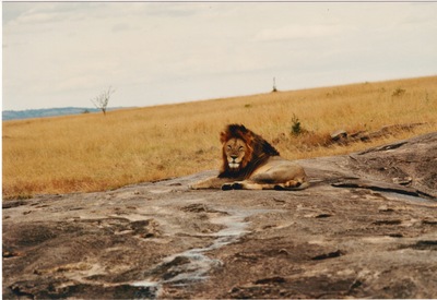 picture of Lions of the Masai Mara
 Kenya