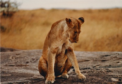 picture of Lions of the Masai Mara
 Kenya