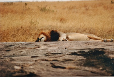 picture of Lions of the Masai Mara
 Kenya