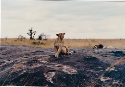 picture of Lions of the Masai Mara
 Kenya