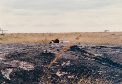 picture of Lions of the Masai Mara
 Kenya
