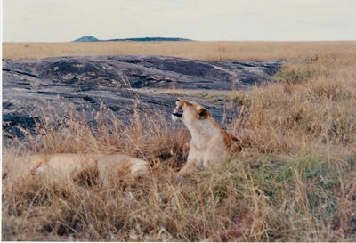 picture of Lions of the Masai Mara
 Kenya