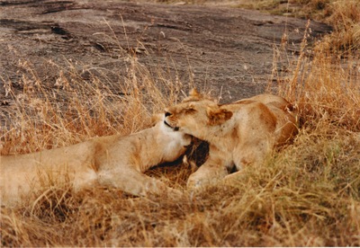 picture of Lions of the Masai Mara
 Kenya
