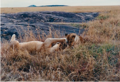 picture of Lions of the Masai Mara
 Kenya