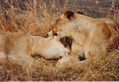 picture of Lions of the Masai Mara
 Kenya