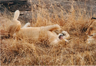 picture of Lions of the Masai Mara
 Kenya