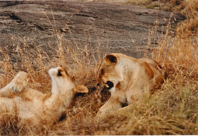 picture of Lions of the Masai Mara
 Kenya