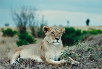 picture of Lions of the Masai Mara
 Kenya